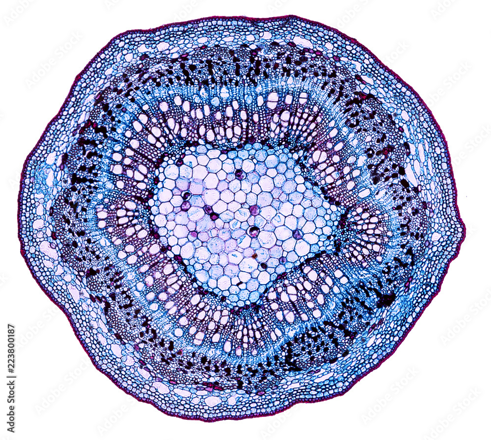 populus stem - cross section cut under the microscope – microscopic view of  plant cells for botanic education Stock Photo | Adobe Stock