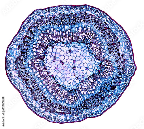 populus stem - cross section cut under the microscope – microscopic view of plant cells for botanic education photo