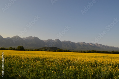 mountain and field