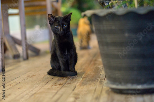 Photography バンコクの子猫