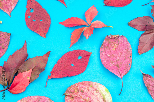 Multicolored autumn leaf on a soft blue background