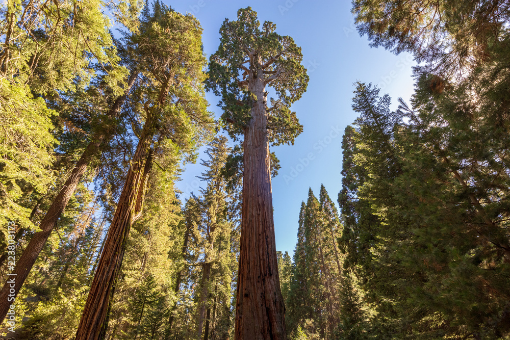 Fototapeta premium Sequoia Tree