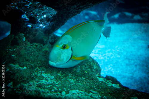 tropical fish in aquarium
