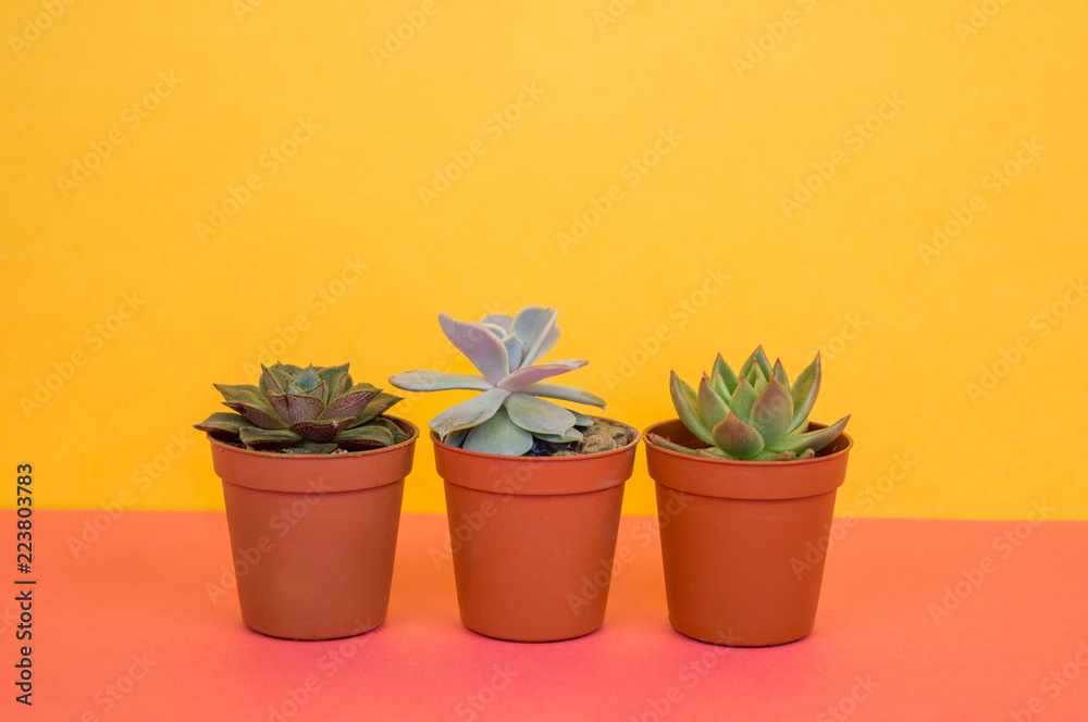 lot of cactus in pots stands on a pink background lot of cactus in pots stands on a pink background