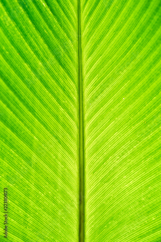 Background texture green Leaves 