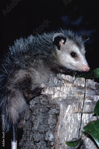 North American Opossum (Didelphis Virginiana)