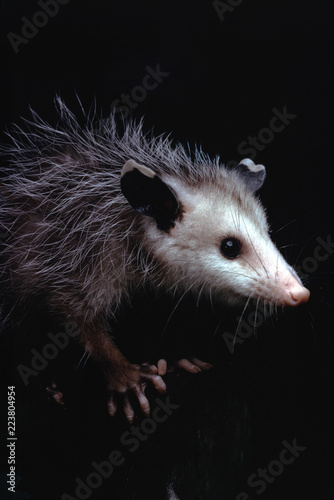 North American Opossum (Didelphis Virginiana)