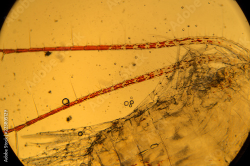 Grammarus oceanicus. Worm from the Arctic sea.