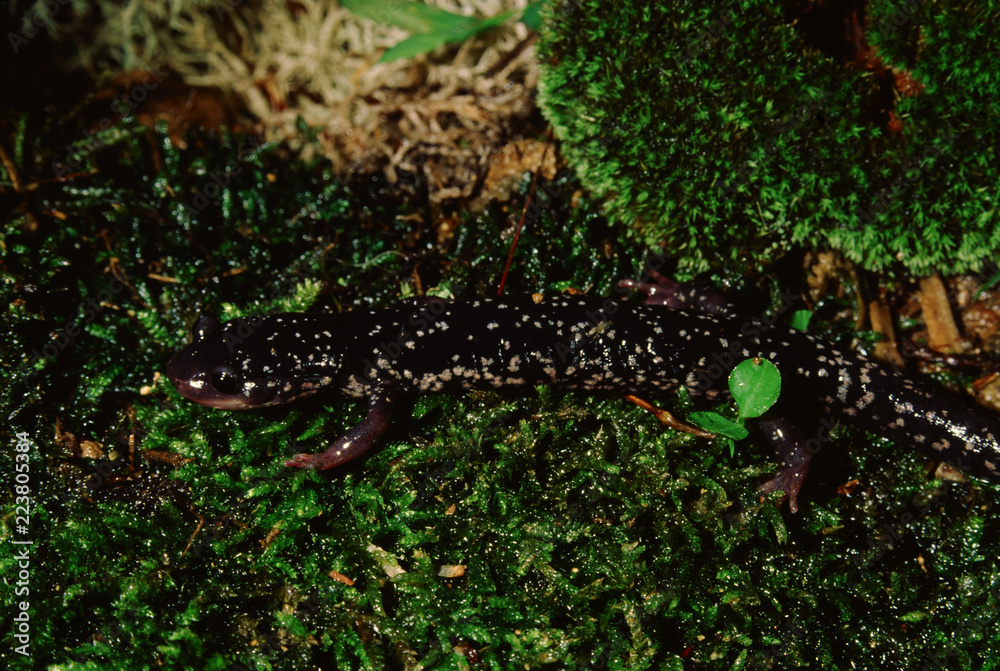 Northern Slimy Salamander (Plethodon Glutinosus)
