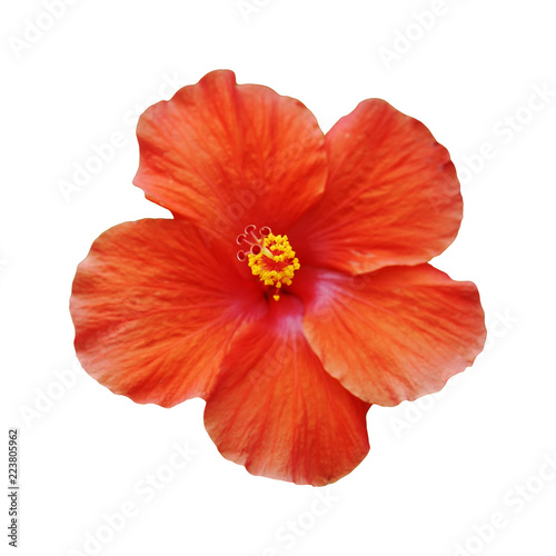 vivid orange hibiscus flower isolated on white with clipping path
