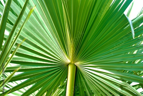 Sugar palm leaf