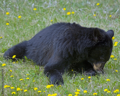 Back Bear