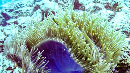 Purple anemone close up, Maldives.