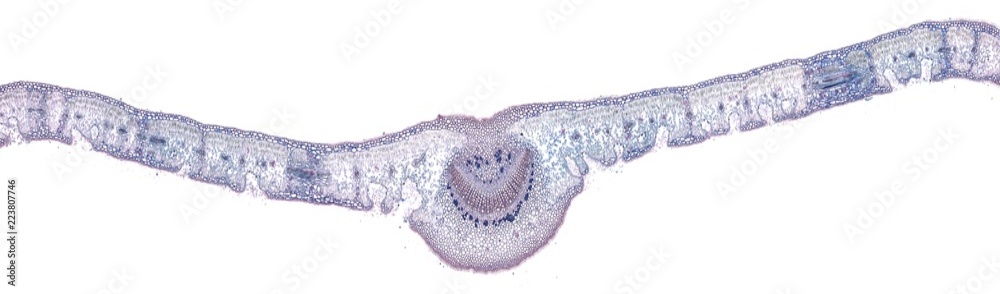 leaf - cross section cut under the microscope – microscopic view of ...