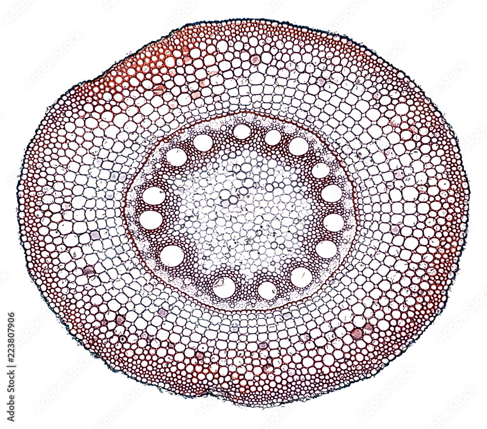I lost my way fuzzy dictionary root - cross section cut under the microscope – microscopic view of plant  cells for botanic education Stock Photo | Adobe Stock