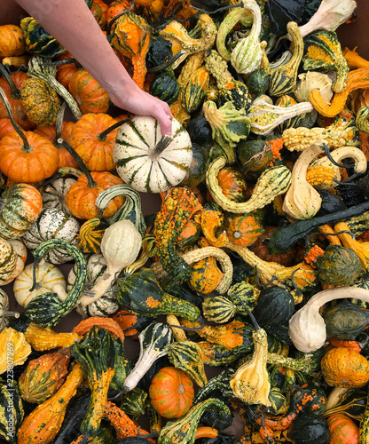 Hand picking from gourds of many size and colors