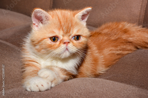 Little kitten exotic breed color red marble lying on the couch  © Ольга Васильева