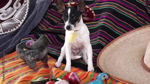 Cute chihuaha puppy with mexican sombrero and molcajete