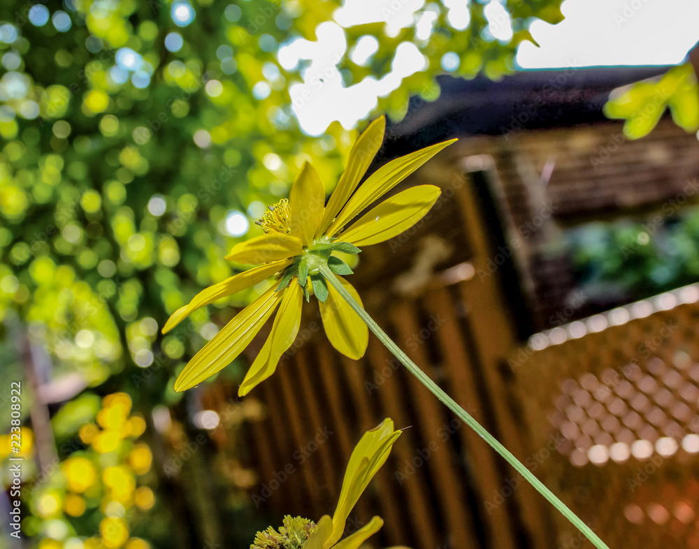 Close up of a yellow flower growing in a back yard in Southern Ontario on a sunny fall day.