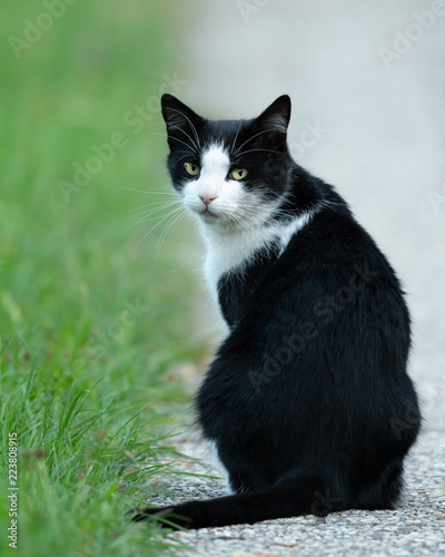 A male black and white colored cat