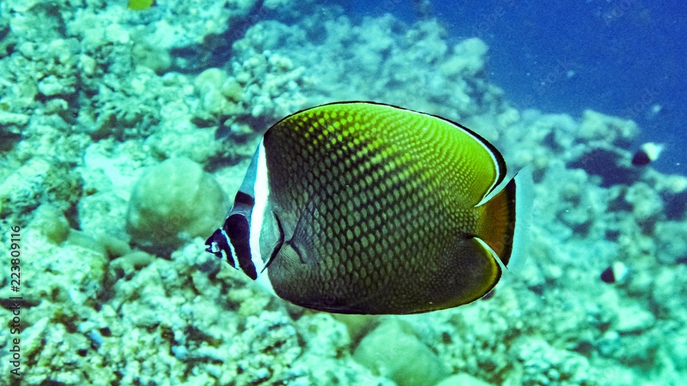 Obraz premium Redtail butterflyfish (Chaetodon collare) in the Maldives.