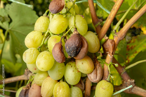 Grape disease close-up damage to rot and parasites. The concept of protecting the industrial plant of grapes