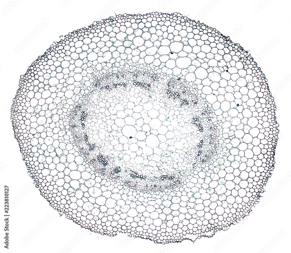 cotton root cross section cut under the microscope microscopic view