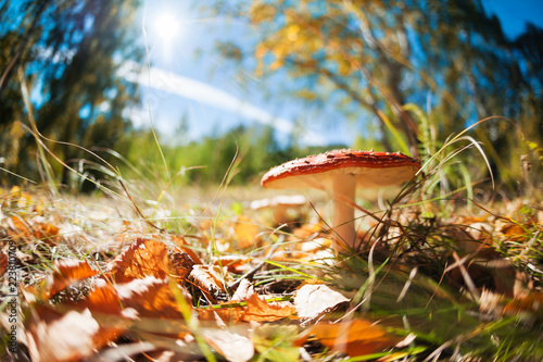 Red fly agaric mushroom in autumn forest. Macro image, shallow depth of field.