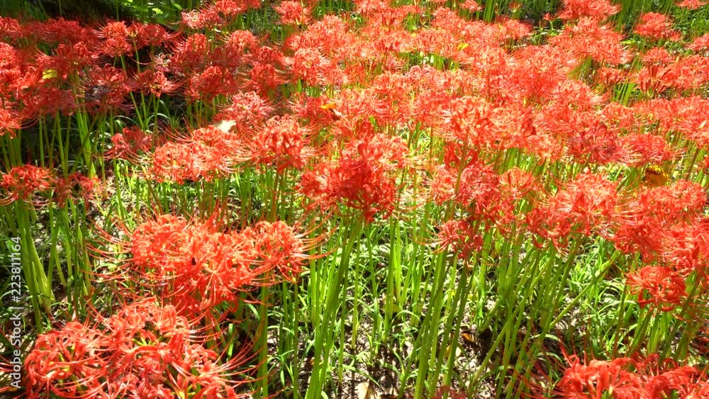 群生する巾着田の曼珠沙華 チルトアップ 群生する巾着田の曼珠沙華 チルトアップ