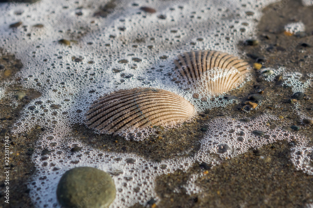 Foamy Shells Foamy Shells