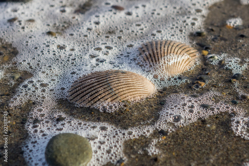 Foamy Shells © Ernest