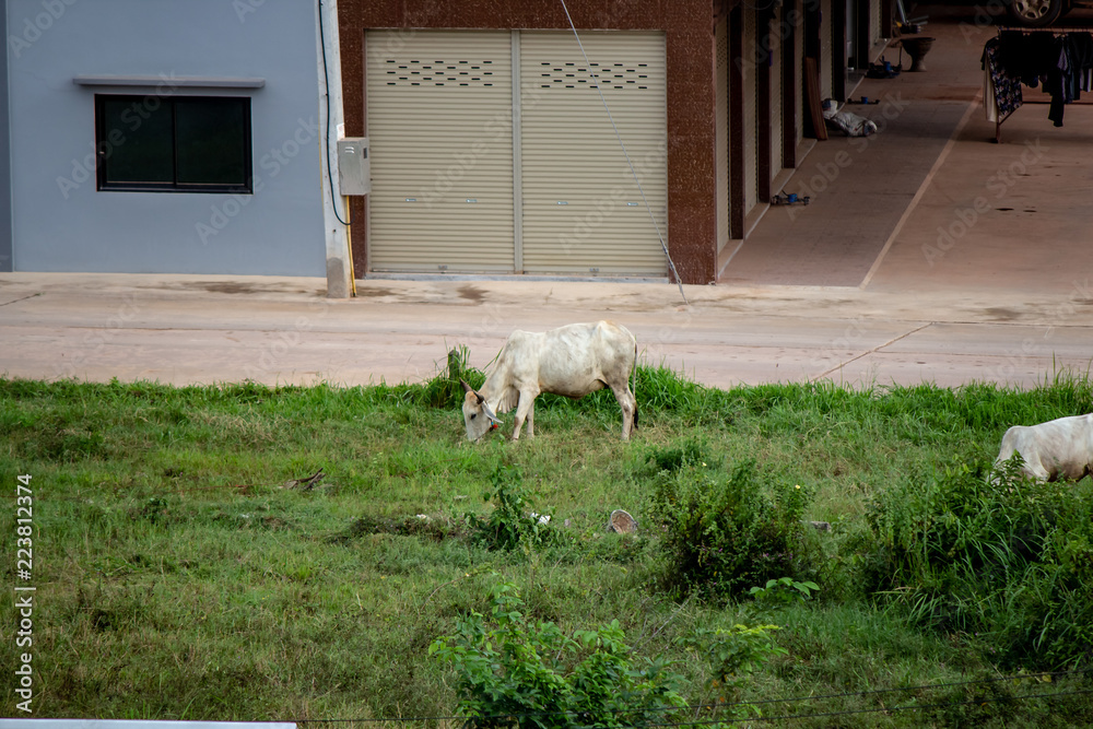 Grazing Bulls in Bueng Kan
