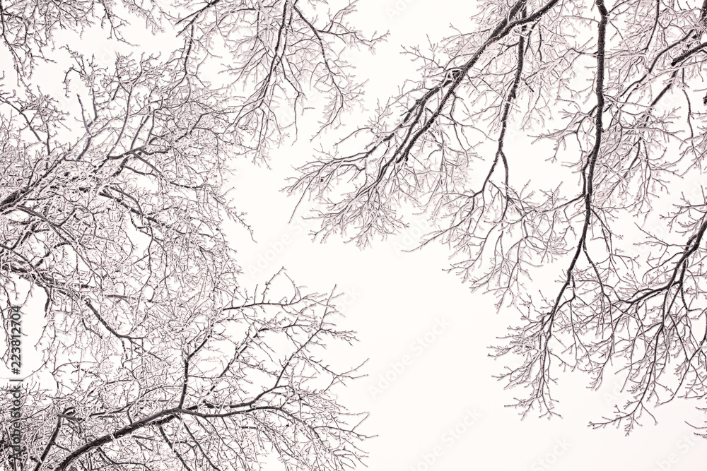 Oak branches covered with frost against blue sky on a clear winter day Oak branches covered with frost against blue sky on a clear winter day