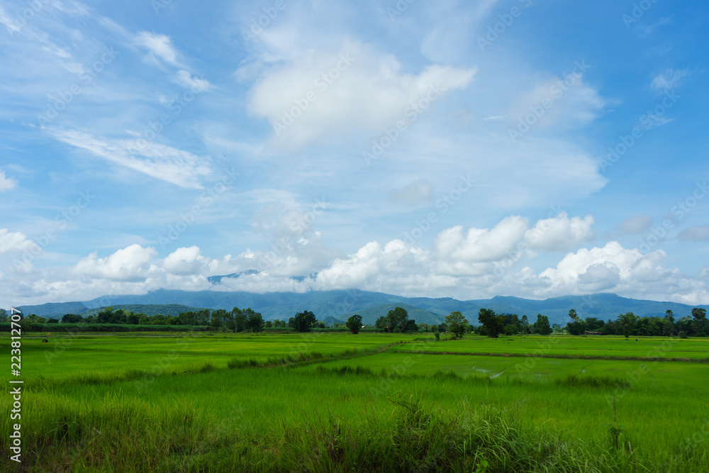 Blue sky and cloud with meadow tree. Plain landscape background for summer poster of thailand.