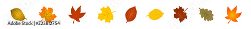 Vektor-Set: Bunte Herbstblätter
