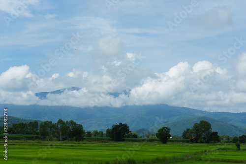 Blue sky and cloud with meadow tree. Plain landscape background for summer poster of thailand. © sanya