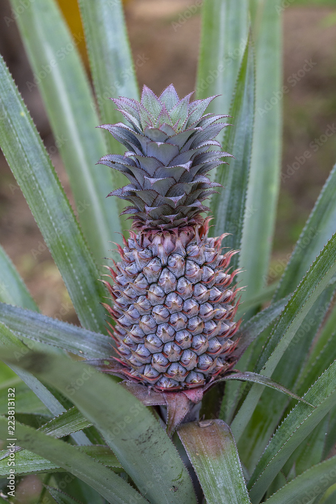 Pineapple growing in a plantation, tropical fruit, Thailand. Close up Pineapple growing in a plantation, tropical fruit, Thailand. Close up