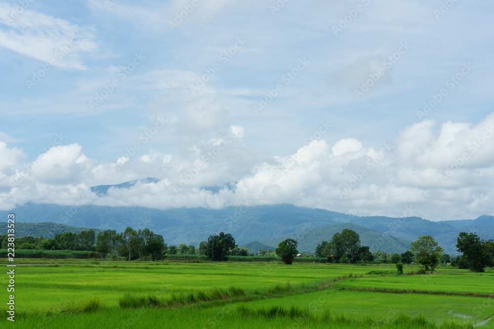 Blue sky and cloud with meadow tree. Plain landscape background for summer poster of thailand.