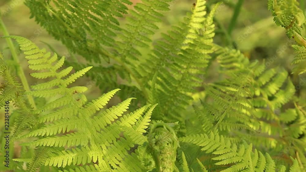 Green foliage with leaves ferns Green foliage with leaves ferns