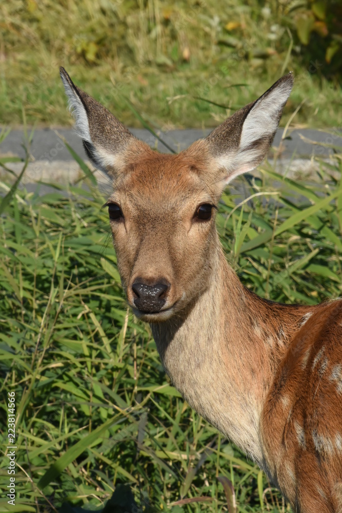 Fototapeta premium Wild Ezo Deer