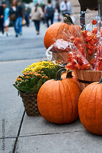 Halloween arrangement in front of the street shop in New York with beautiful orange pumpkins, physalis alkekengi or bladder cherry or Chinese lanterns, yellow mums and other decorations