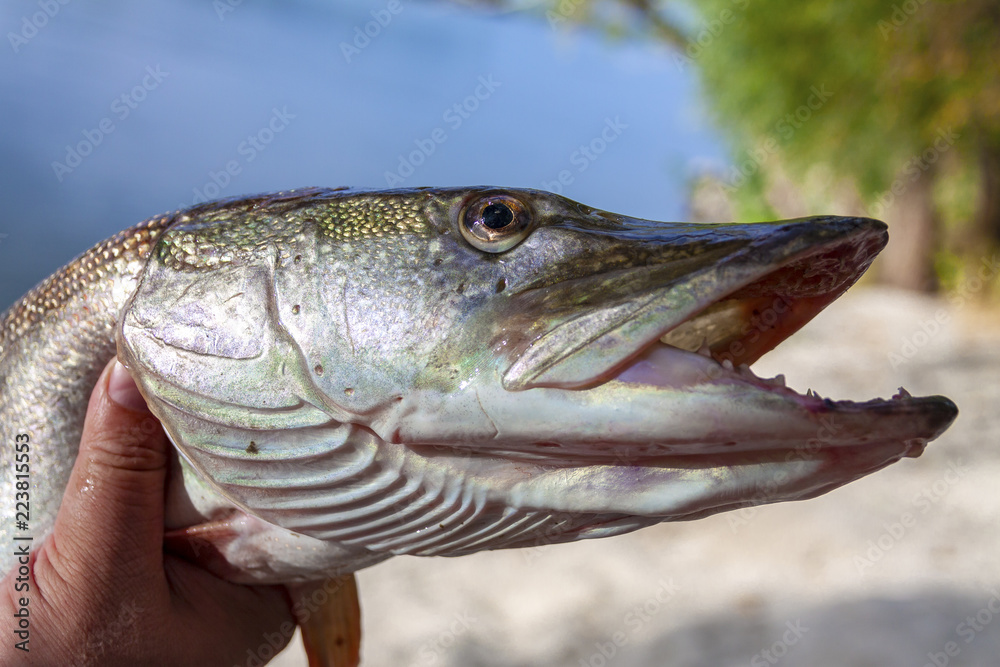 A river pike with wide open mouth free. A river pike with wide open mouth free.
