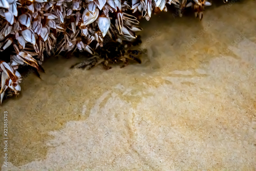 A Black Crab under a Zebra Mussel Covered Piece of Driftwood at Karon Beach, Phuket Thailand