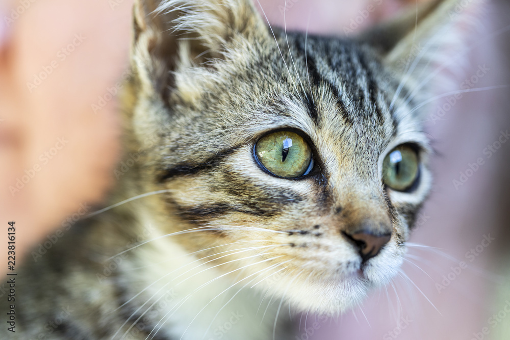 A small striped kitten with green eyes