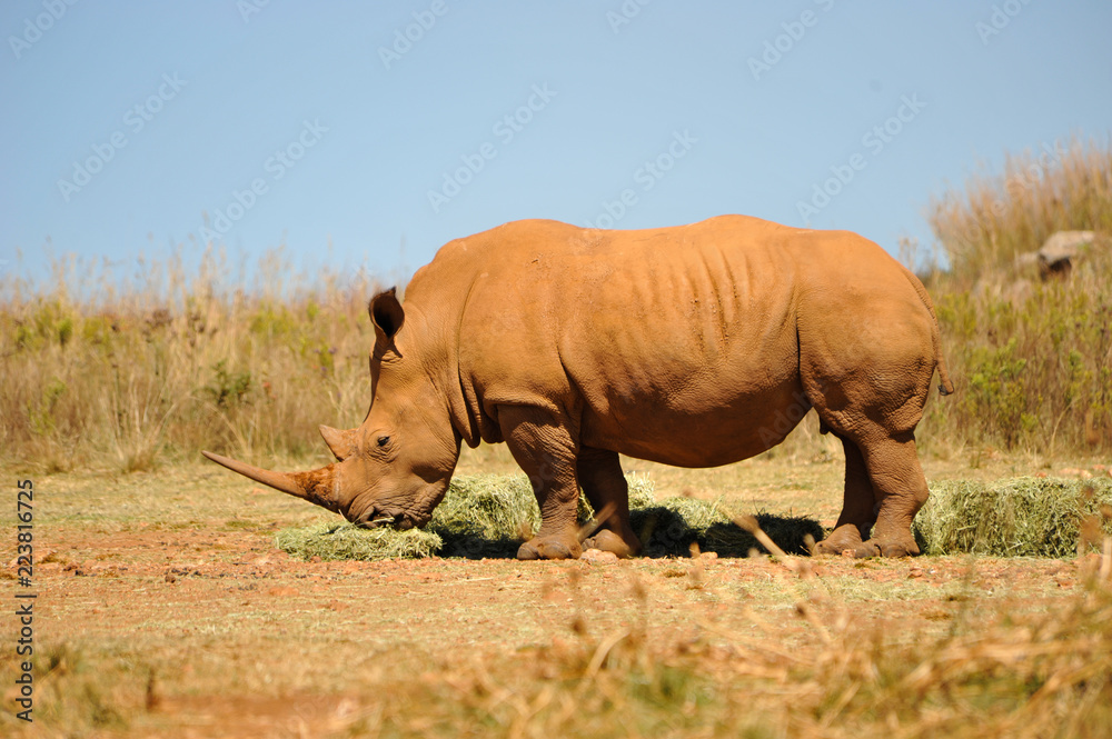 Fototapeta premium Wild rhino in Africa