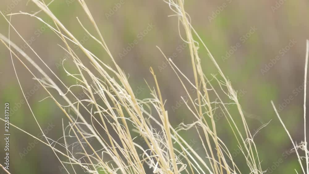 Close up of tall golden grass blowing in wind Close up of tall golden grass blowing in wind