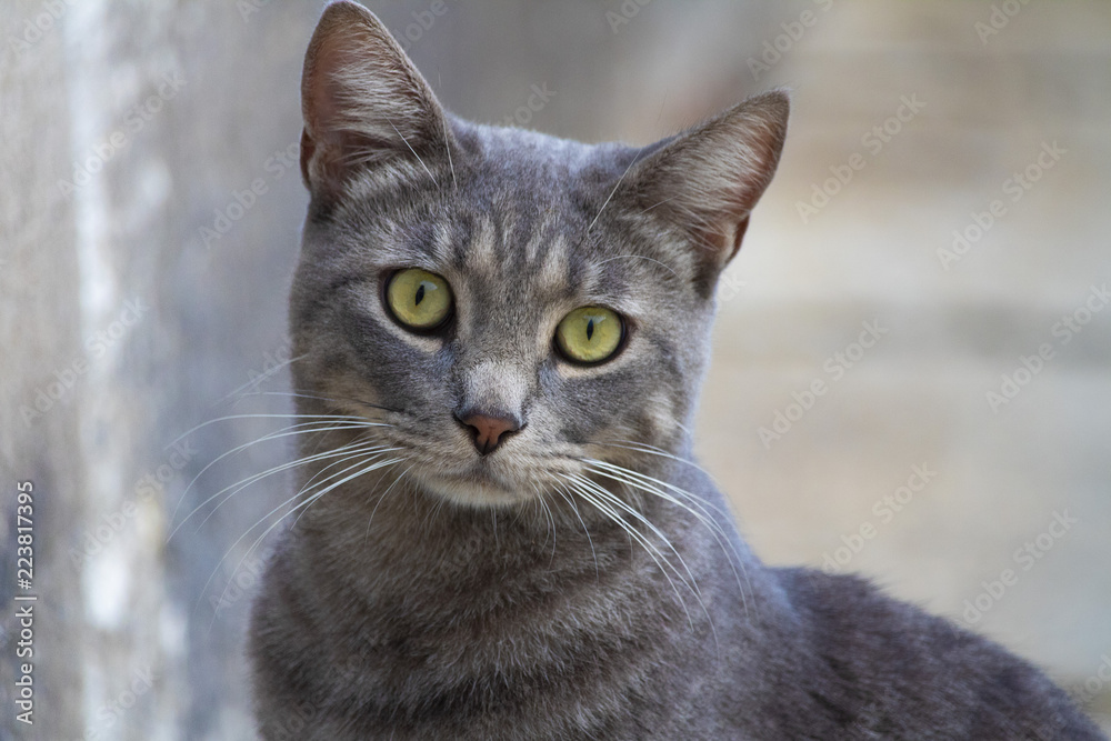 Awesome cute isolated grey cat portrait on street Awesome cute isolated grey cat portrait on street