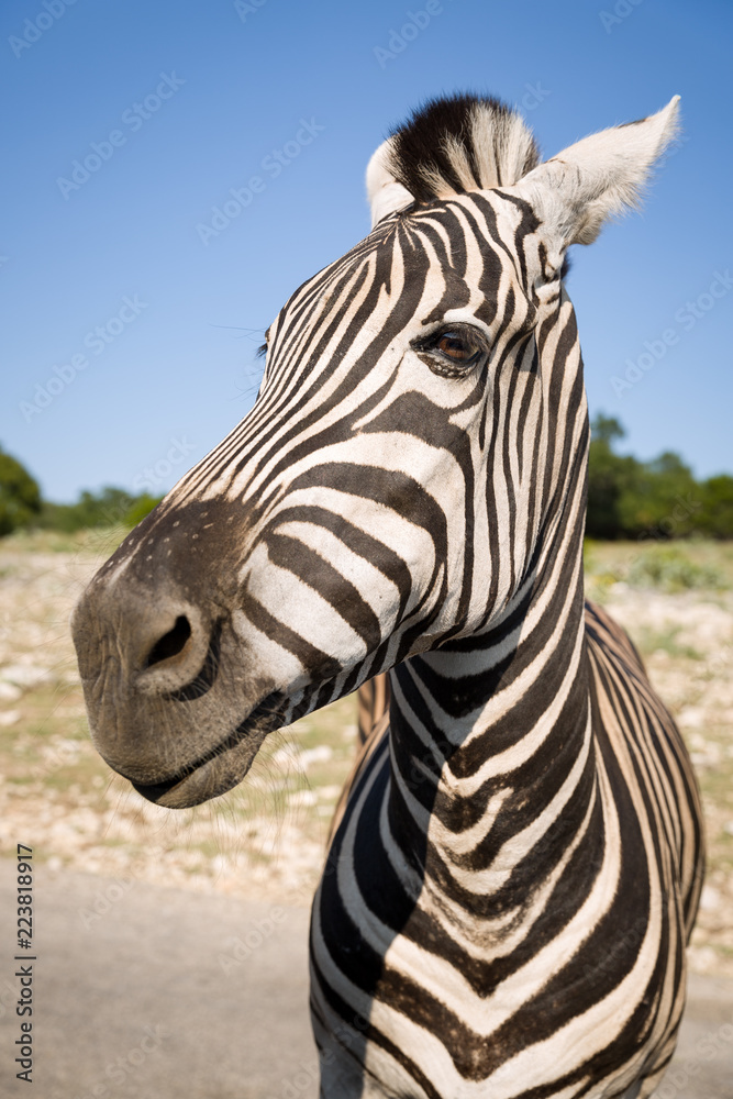 Naklejka premium Portrait of plains zebra (Equus quagga), in the sun-drenched morning savannah. African herbivore - zebra in the day light.