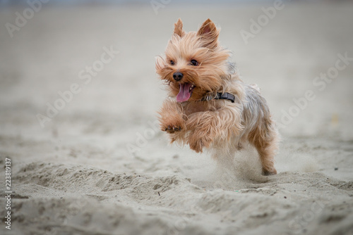 Yorskshire Terrier Playing on the Beach photo