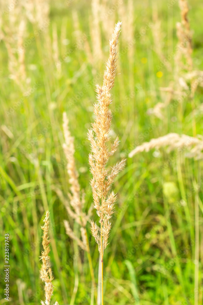 Dry grass as natural background. Close up.